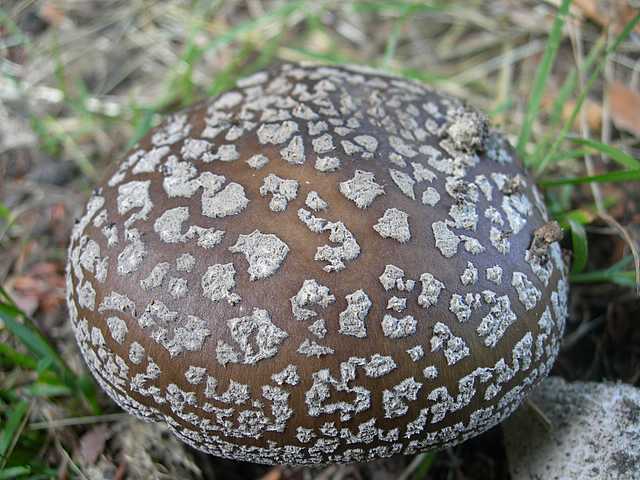 Primizie estive nel Jura francese